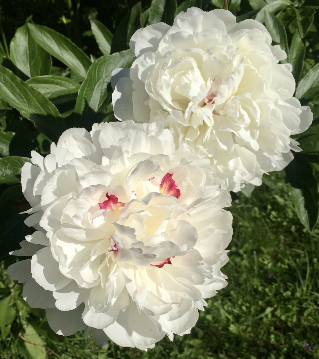 Пион «Фестива Максима» (Paeonia Festiva Maxima).