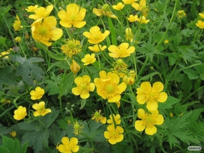 2. Лютик едкий                                                                                                                                                 Много кому  известное растение. Смертельно ядовитое для животных и человека, если случайно попадает в пищу. А его сок при срывании цветов вызывает временное сильное раздражение кожи, поэтому необходимо внимательно следить за детьми в местах, где растет лютик едкий.