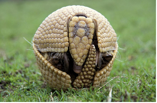 Броненосец, свернувшийся в шар.