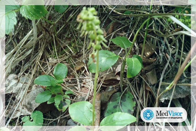 Designed by Рәшиҙә Ғизәтуллина/commons.wikimedia.org