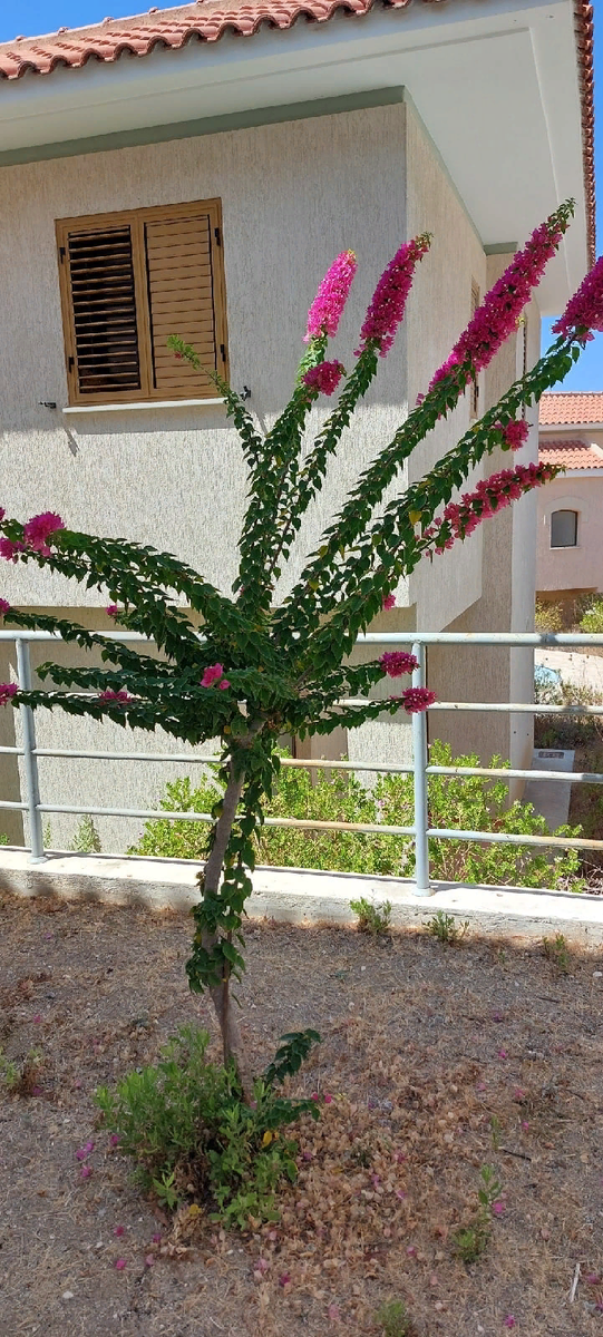 Вот такие розовые стрелы. Цветут всё лето