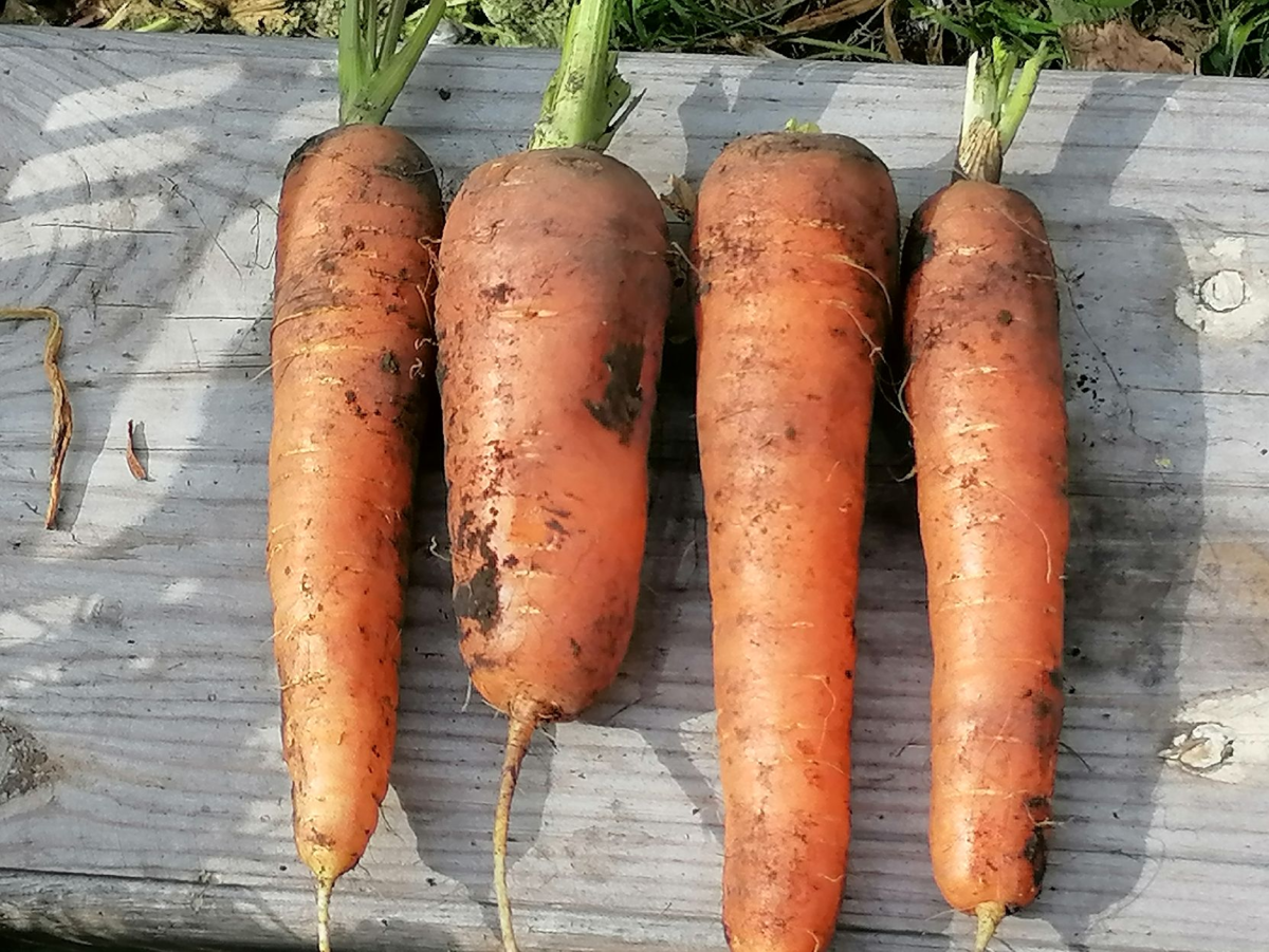 Какая морковь сладкая. Морковь Аленка. Сырая сладкая морковь. Морковь сладкое лето f1 100 шт. Слаще морковки ничего не ел.