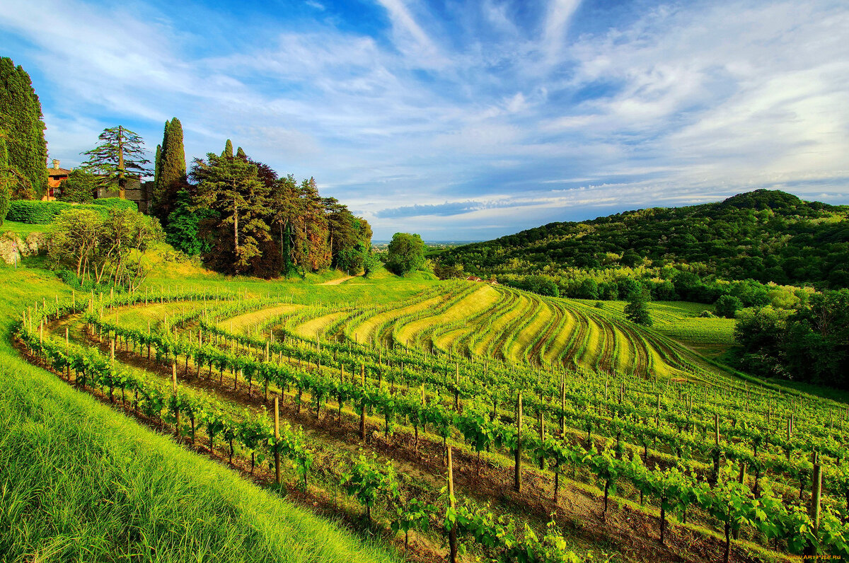Юг Франции поля виноградники
