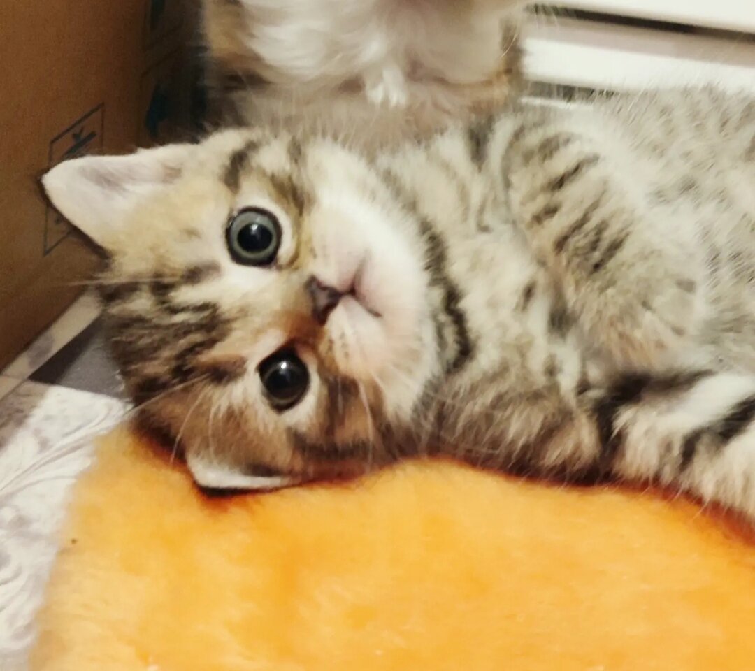 скоттиш страйт 