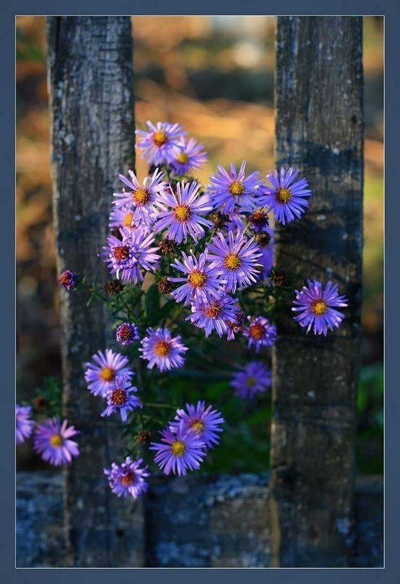 Взято из открытого источника https://vsegda-pomnim.com/uploads/posts/2022-04/1649650065_49-vsegda-pomnim-com-p-dobroe-utro-tsvetok-sadovii-foto-54.jpg