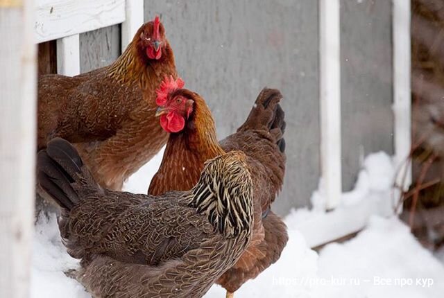 Зимние куры несушки. Витаминное кормление кур. Могут ли куры зимовать в маленьком, но теплом курятнике.