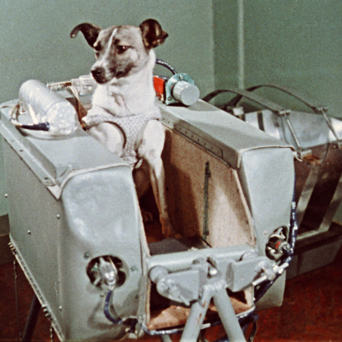 Первое живое существо полетевшее в космос. Собака лайка 1957. Первая собака космонавт лайка. Первая собака лайка в 1957 году была отправлена в космос. Спутник-2 с собакой лайкой на борту.