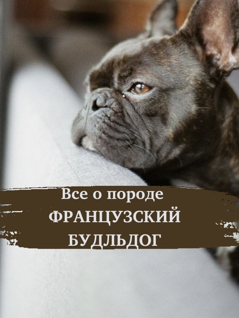 Французский бульдог | IQ dog | Дзен