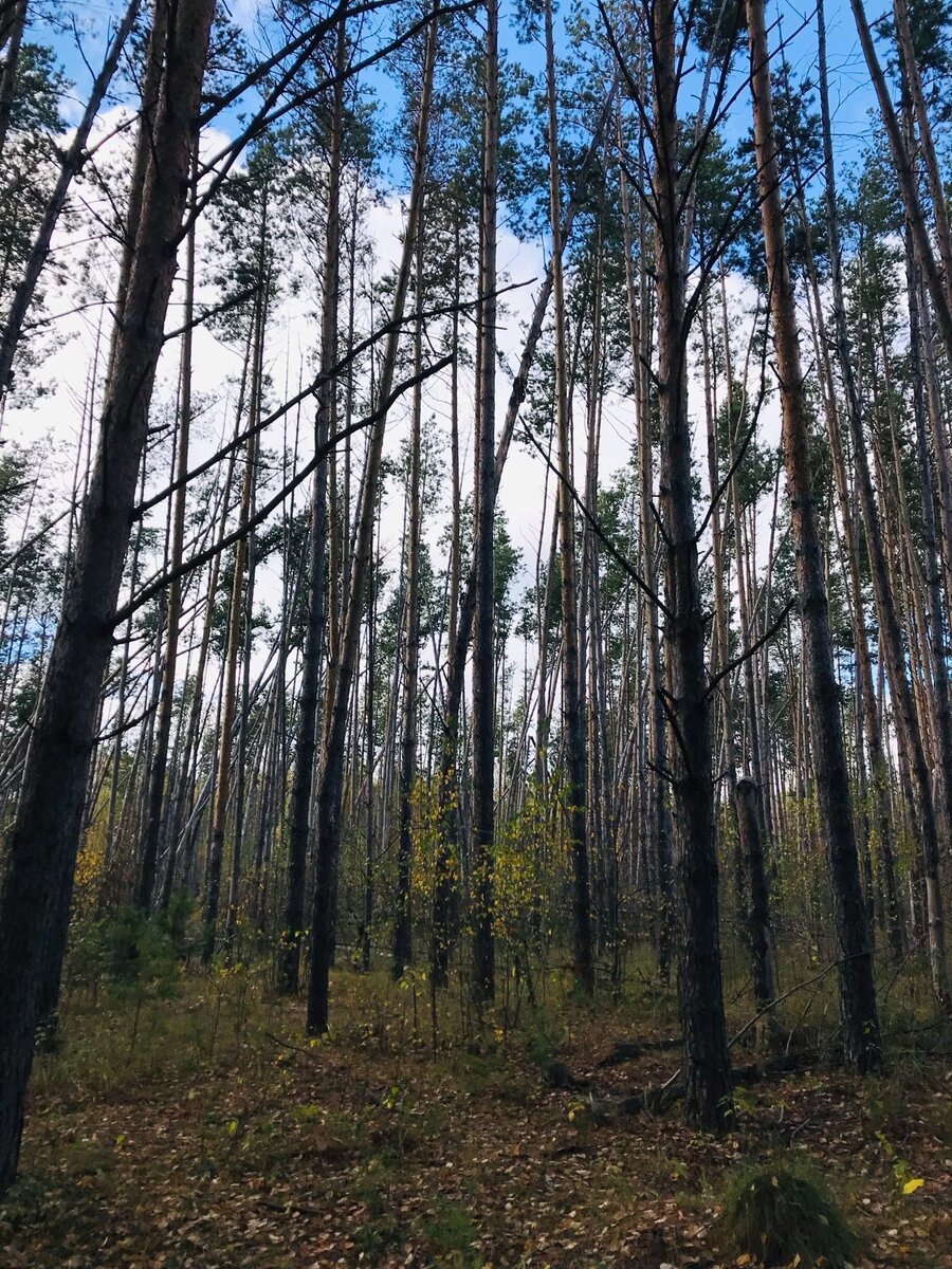 Путь лежит через красивый сосновый лес. Не зря же лагерь называется "Сосновый бор".