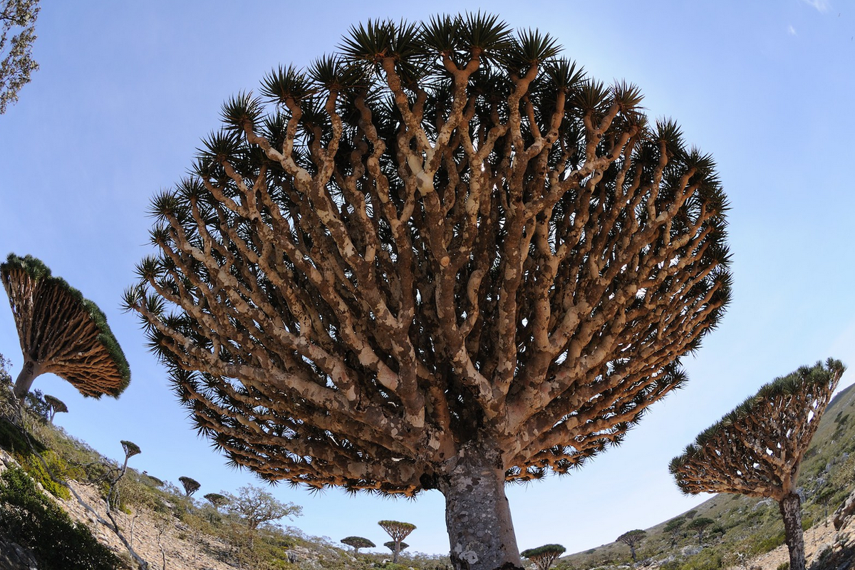 Какое дерево существует. Dracaena cinnabari. кровяное дерево в австралии. дерево кровь дракона фото.