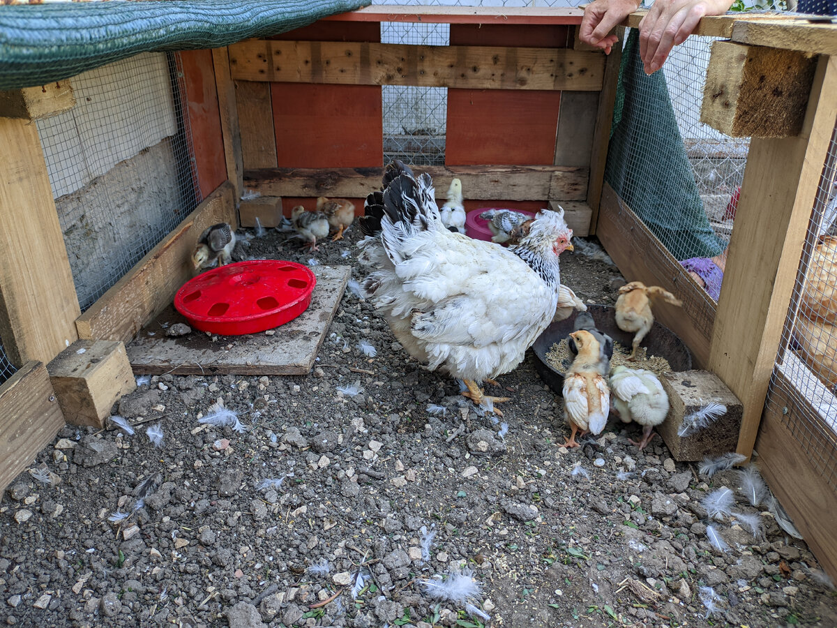 крымский карел дзен