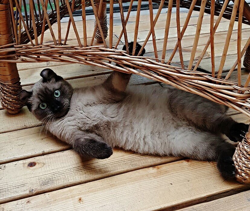 Котенок породы американский керл, рожден в питомнике кошек ЧАЛИКСОН