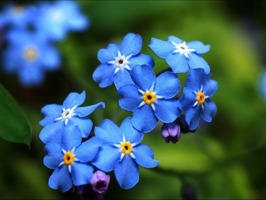 Незабудка Лесная Myosotis sylvatica