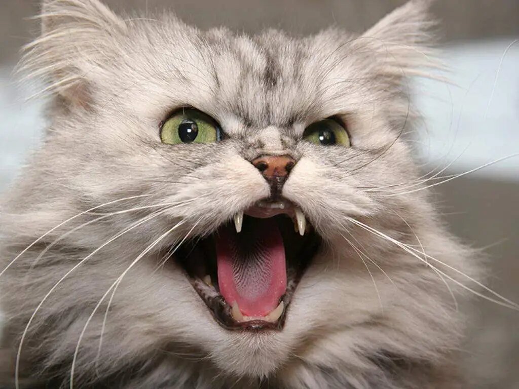 Фото из Интернета.