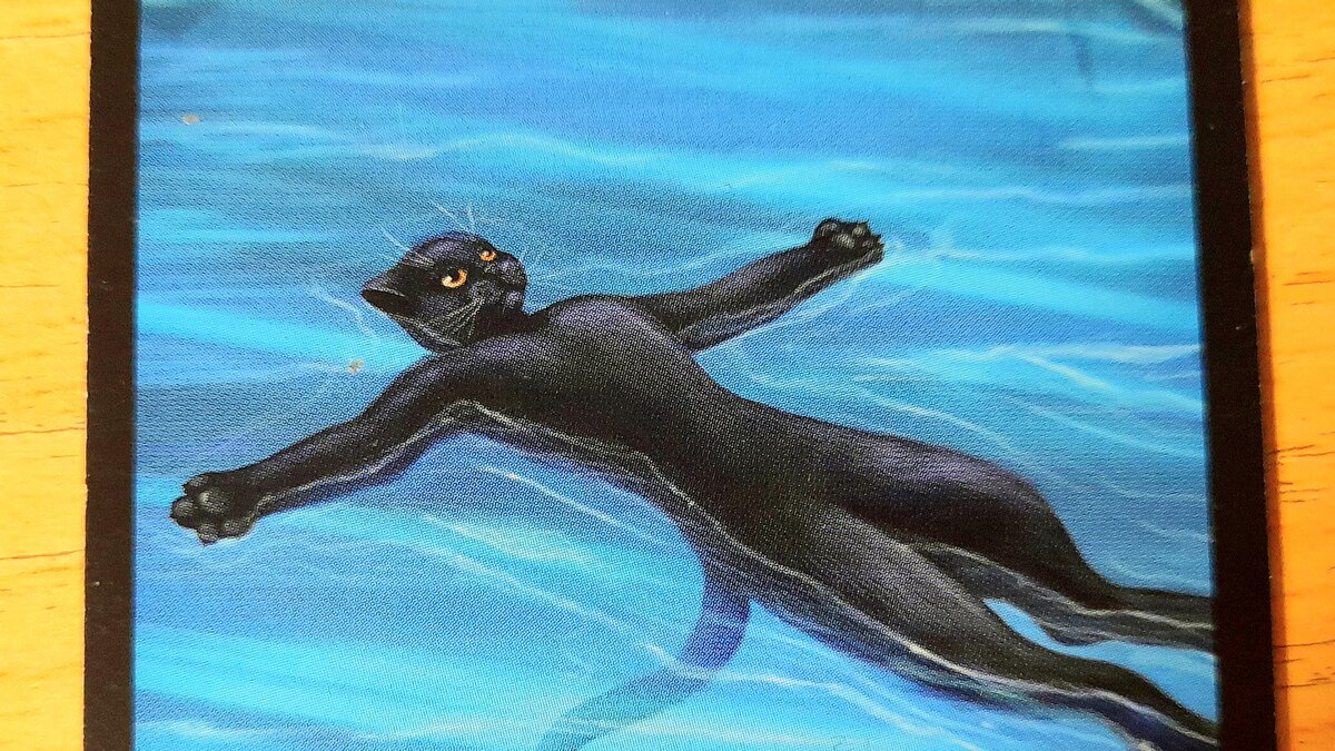 Кот пофигист