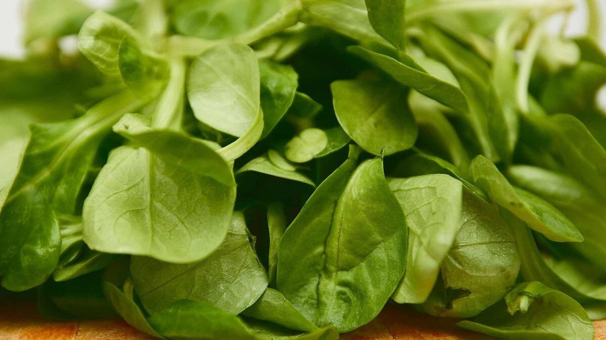 шпинат вода. водный шпинат. монинг глори трава как выглядит. малабарский шпинат. водяной шпинат.