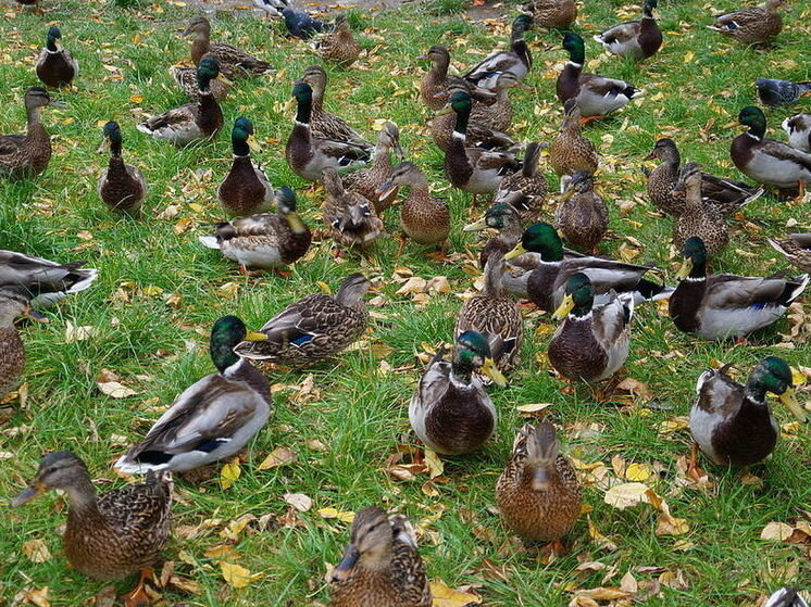     Фото: архив "МК в Калуге"