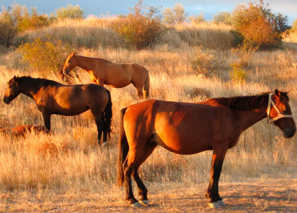 Источник фото сервис Яндекс.Картинки