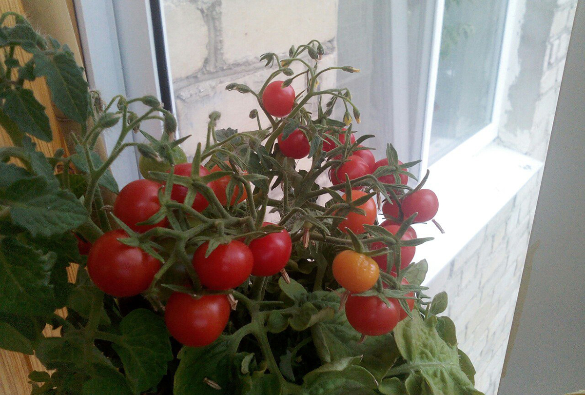 Балконные помидоры выращивание на подоконнике. Томат черри горшечный. Томат черри балконное чудо. Томаты черри комнатные. Карликовые помидоры черри.