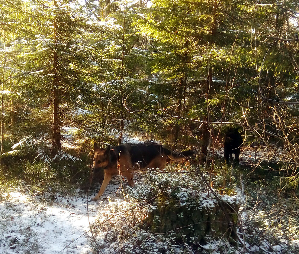 Коты в зимнем лесу. Мчс североуральск. Мы вышли из леса. Портал в лесу. Изложение на лесной опушке.