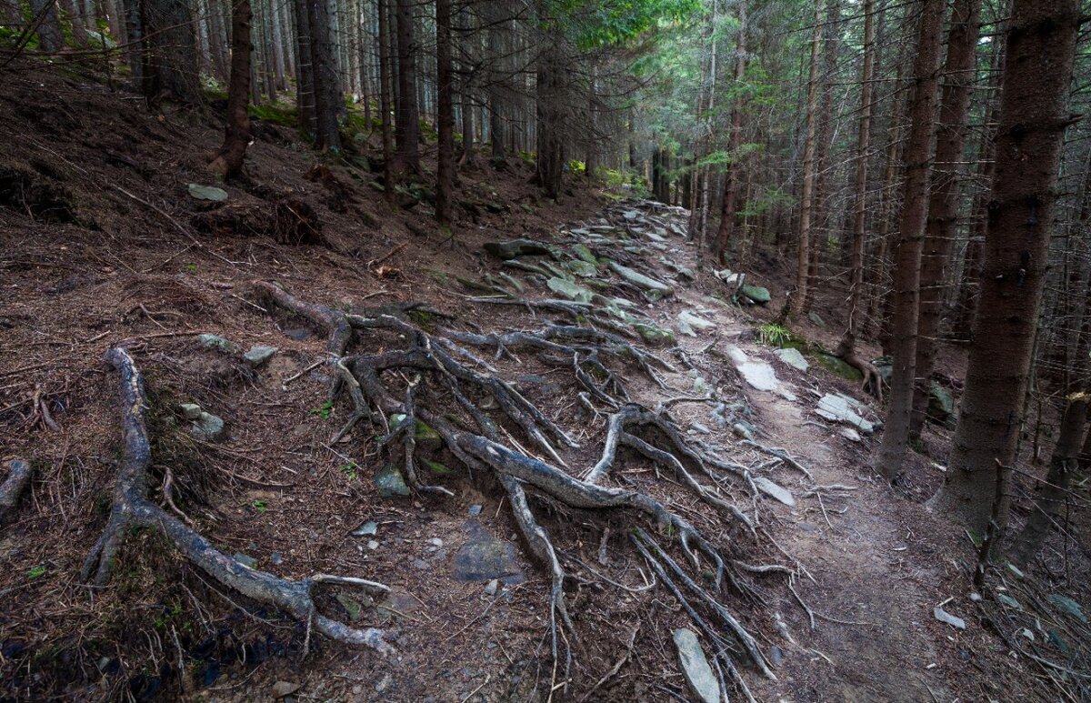 Фото:https://avatars.mds.yandex.net