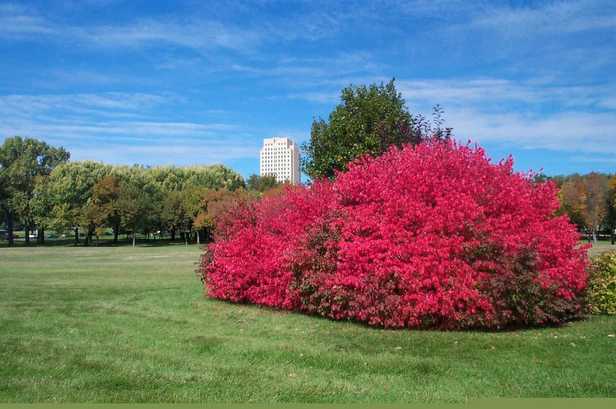 Красные листья бересклета крылатого/Фото с сайта m.alibaba.com