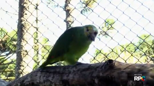 Фото взято с сайта: globo.com 