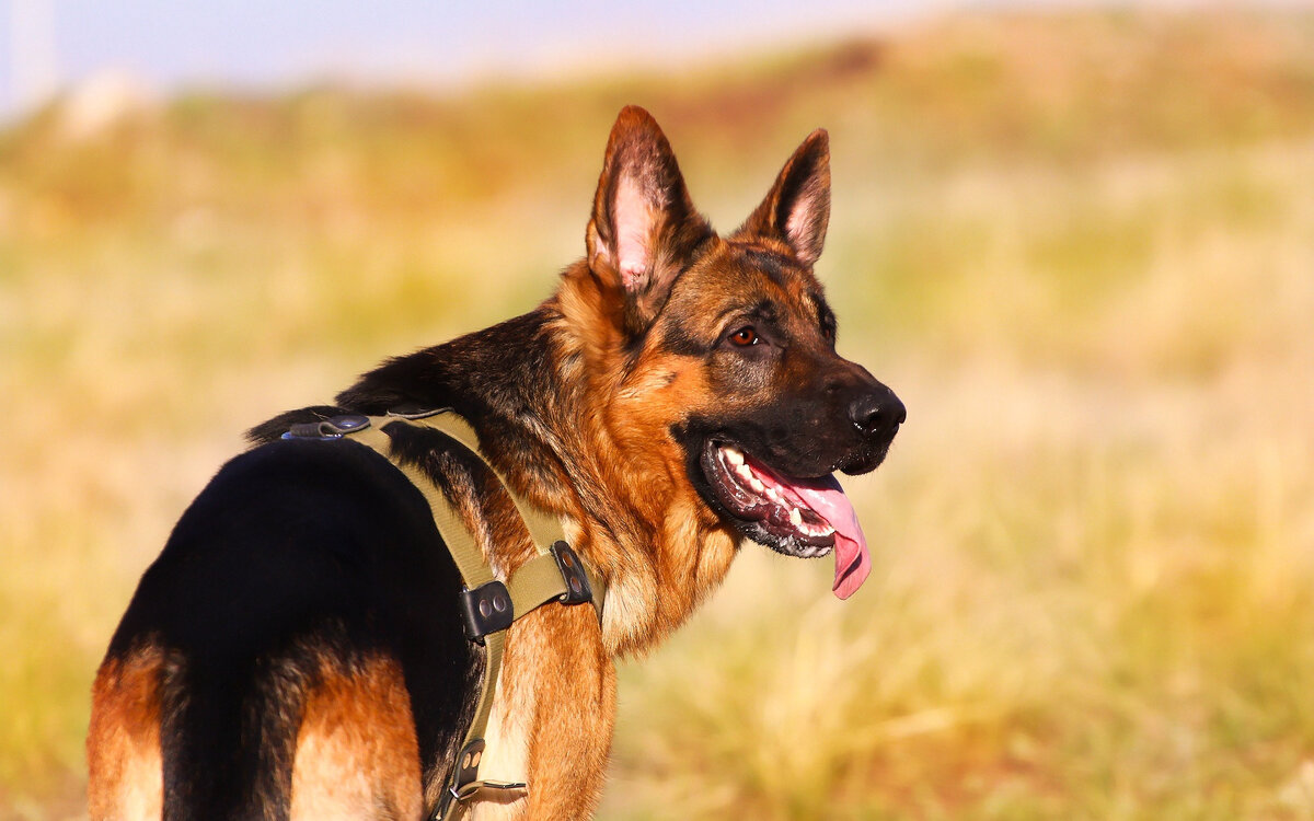 источник фото: https://img4.goodfon.ru/original/