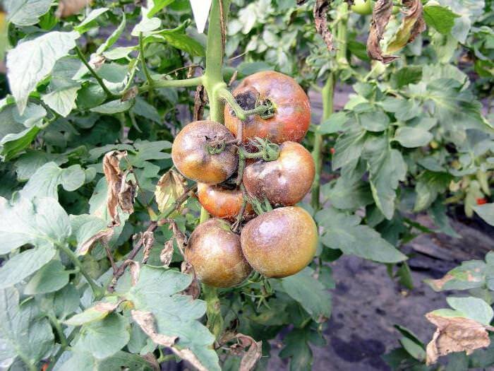 Практически каждый огородник ни раз встречал на своих плантациях помидор такое коварное заболевание, как фитофтора. Это грибок, который поражает растение и лишает нас заветного урожая.