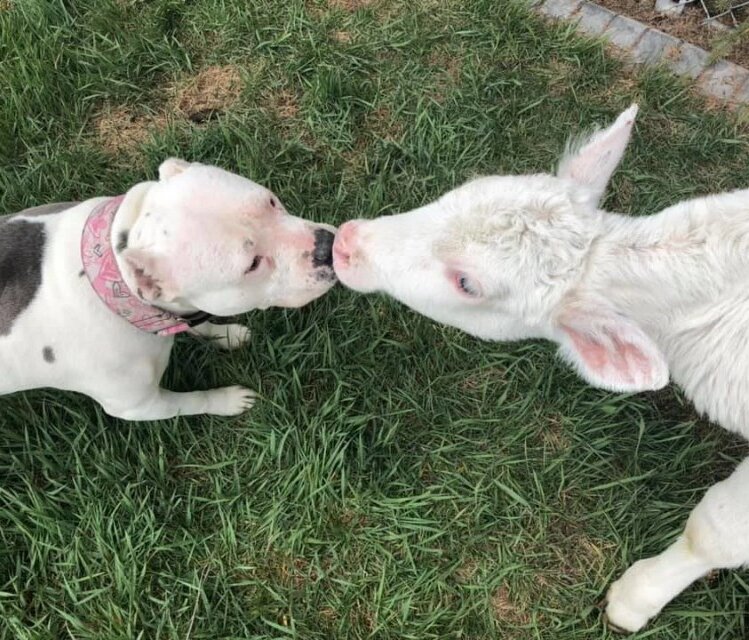 Фото: SAVING GRACE ANIMAL SOCIET/ FACEBOOK