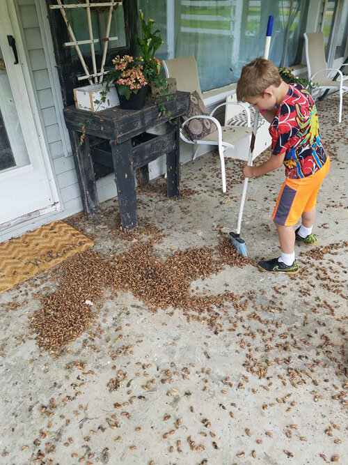 7-летний бесстрашный ребёнок на глазах у матери и сестры пытается очистить крыльцо от назойливых насекомых, складывая их в бумажный пакет. И хотя мальчик всё-таки немного напугался, когда одна из цикад поползла по его ноге, в целом он успешно справился с поставленной задачей. 