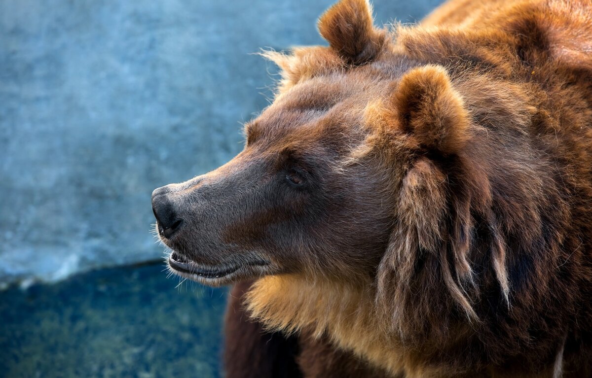 Медведя не просто развеселить