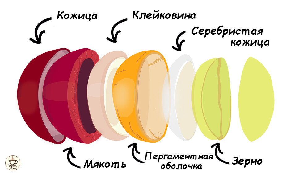 Структура кофейной ягоды