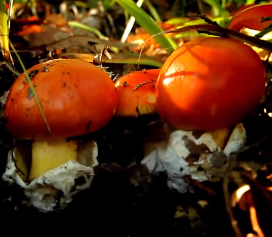 Amanita caesarea.