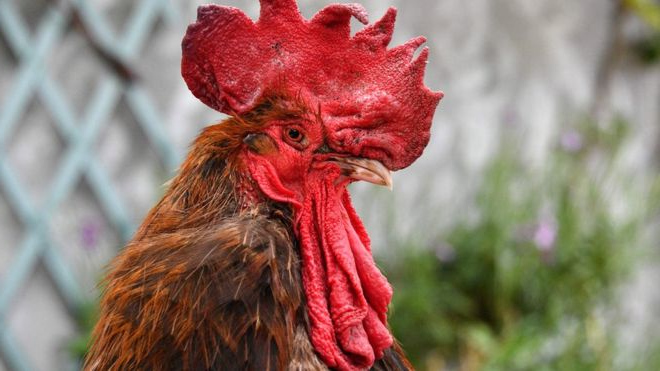 петух морис