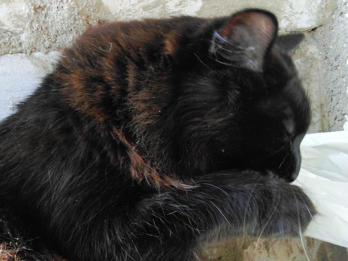 - Всякая трапеза требует усов омывания