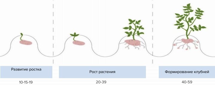 Как растет картофель схема