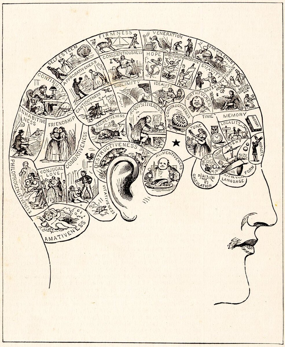 Схема областей мозга согласно Френологии.