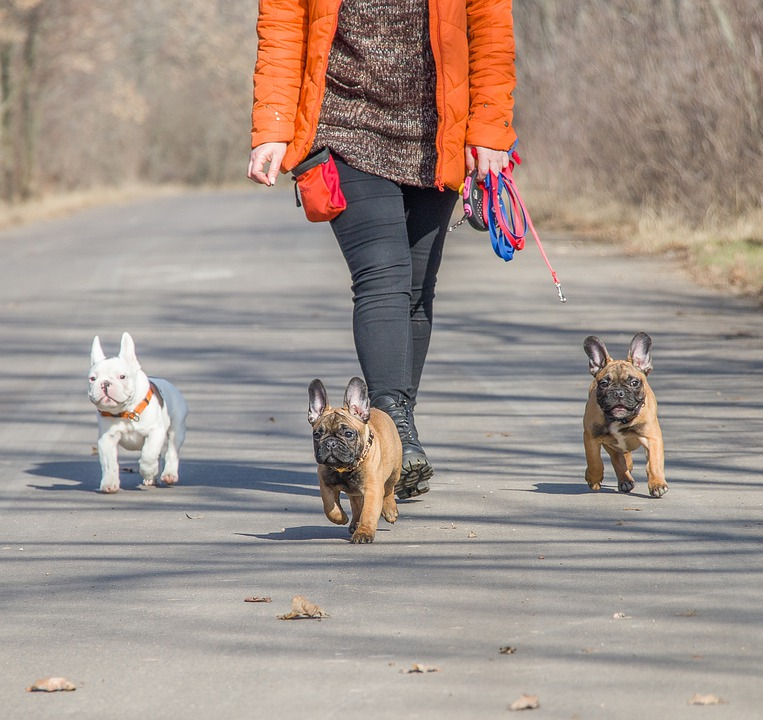 https://cdn.pixabay.com/photo/2019/05/29/14/42/french-bulldog-4237700_960_720.jpg
