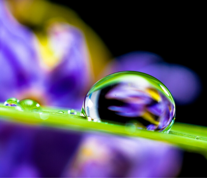 https://pixabay.com/ru/photos/%D0%BA%D0%B0%D0%BF%D0%BB%D1%8F-%D0%B2%D0%BE%D0%B4%D1%8B-%D0%BA%D0%B0%D0%BF%D0%B0%D1%82%D1%8C-%D1%82%D1%80%D0%B0%D0%B2%D0%B8%D0%BD%D0%BA%D0%B8-%D1%86%D0%B2%D0%B5%D1%81%D1%82%D0%B8-351778/