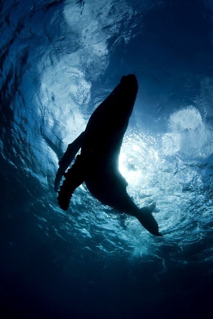 Источник: Яндекс.Картинки. 