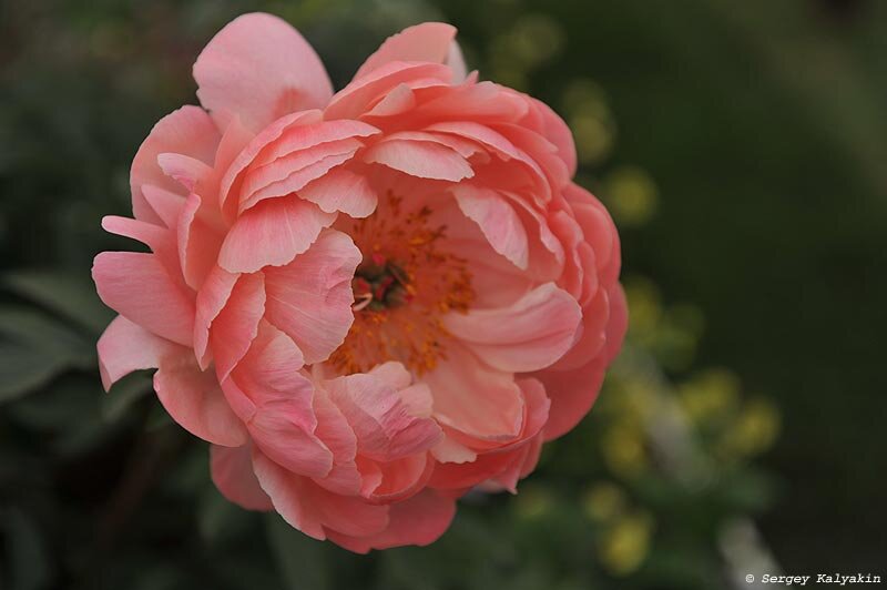 Пион ‘Coral Charm’ 