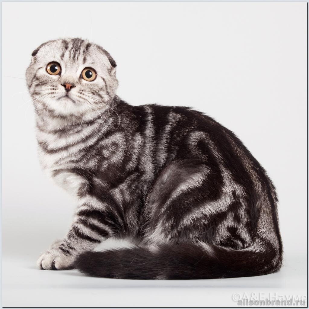 и даже взгляд такой же испуганный