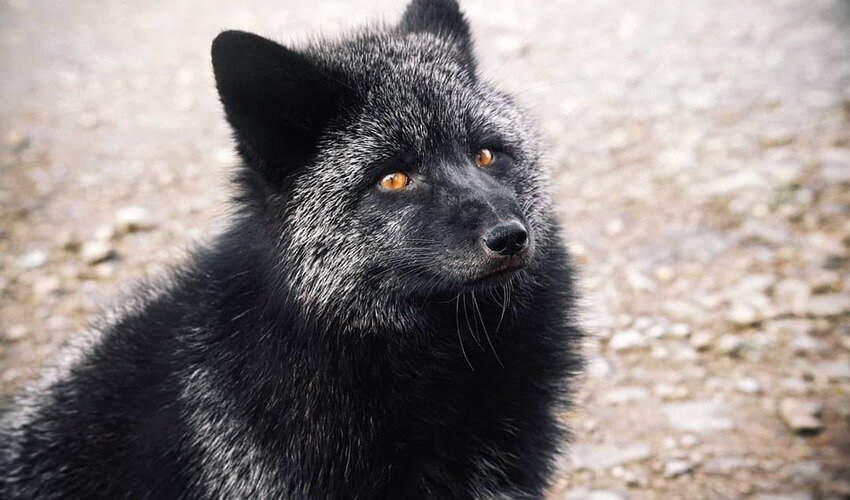 Фото: Instagram @ig_animals_and_nature