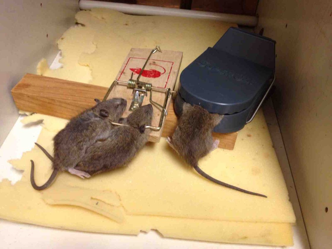 Включи 3 мыши. Домик для мышей. Приманочный домик для мышей. Мышь в мышеловке. Мышеловка домик для мышей.