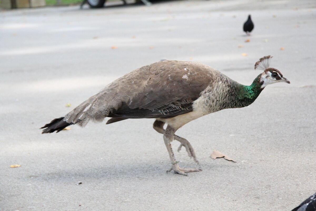 Зоопарк Барселоны. Фото из личного архива.
