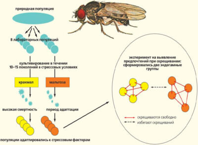 Распространение мошек (источник фото - Яндекс.Картинки)