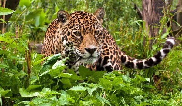 Фото:животное ягуар