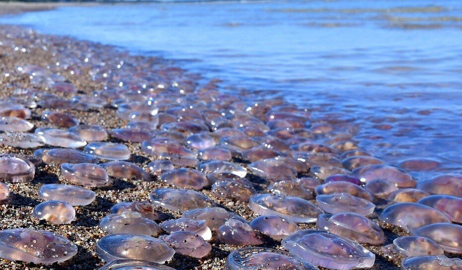 Медузы в черном море в анапе