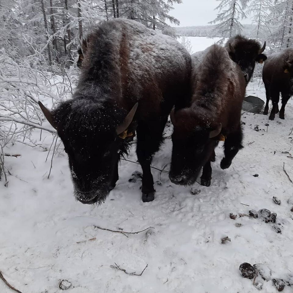Фото со страницы Плейстоценовго парка - https://vk.com/pleistopark
